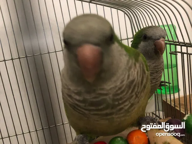 ببغاء كويكر جوز