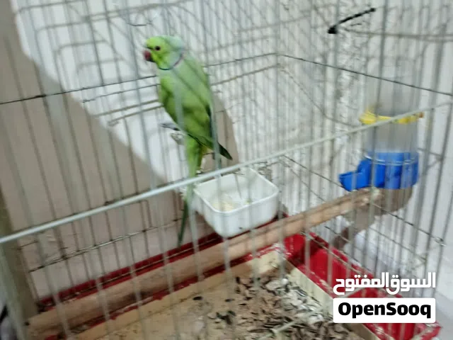 فحل درة هندي جامبو طوق كامل وريش كامل لون اخضر