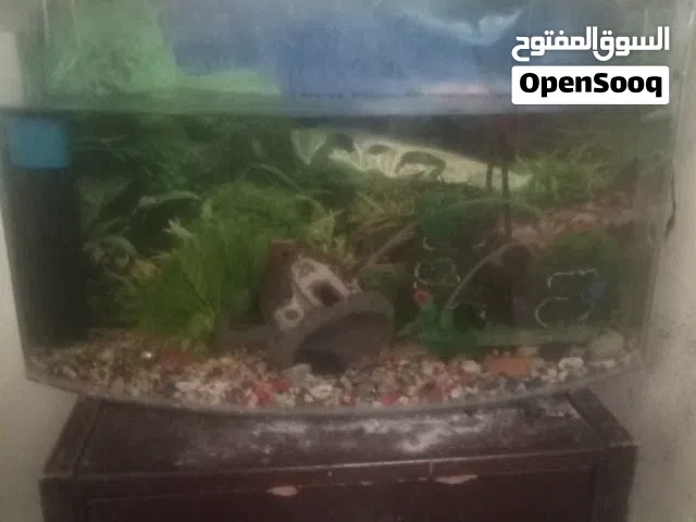 حوض سمك فاضي للبيع