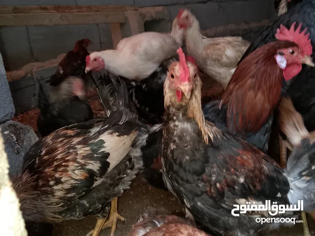 دجاج عربي الوحدة ب10الاف