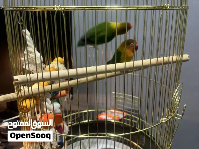 اثنين ببغاء بصحة ممتازة للبيع