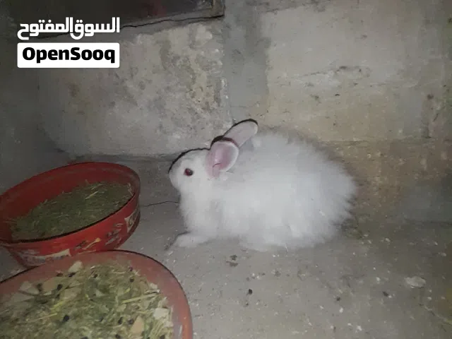 أرنب ناقوره