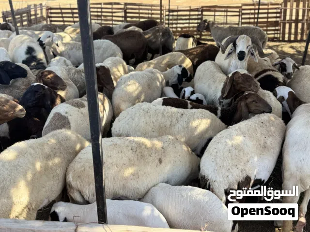 اغنام و معز للبيع