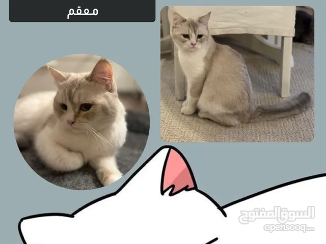 قطط ب10 دنانيير