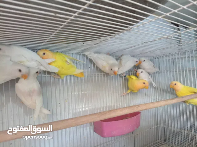 غنادير افراخ