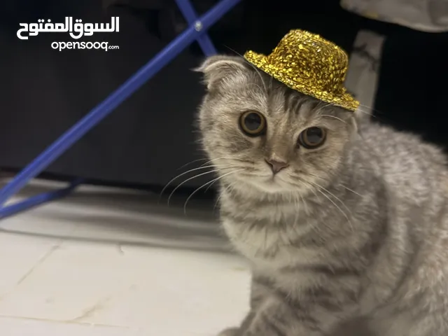 سكوتش فولد العمر 6شهور أنثى مطعمه