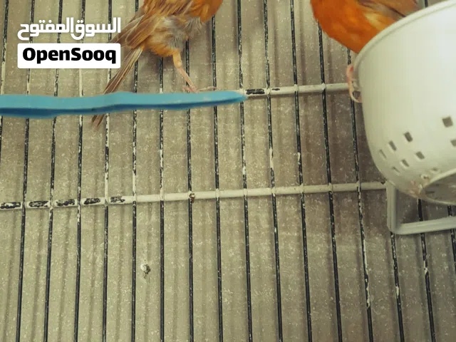كنار بصلاه عنبي