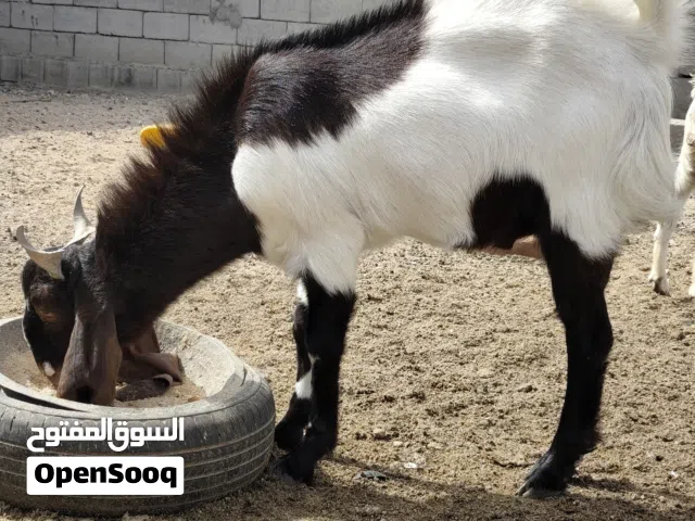 ماعز افغاني للبيع سعر مناسب محافظة البصرة قضاء الزبير