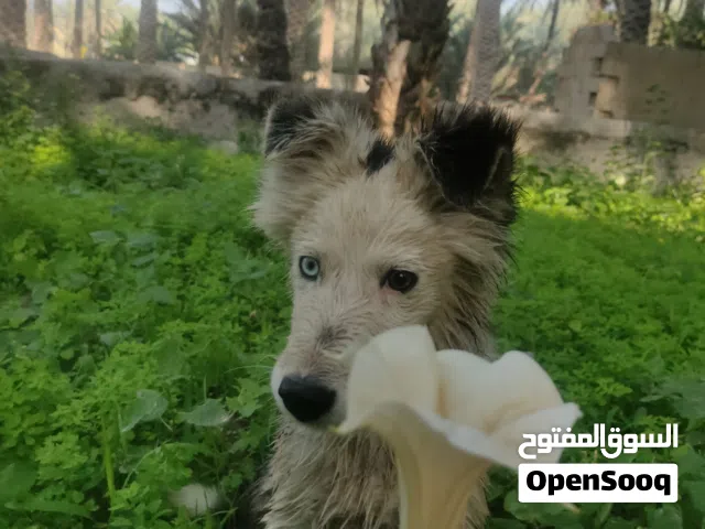 كلب للبيع مدرب  بعض اوامر