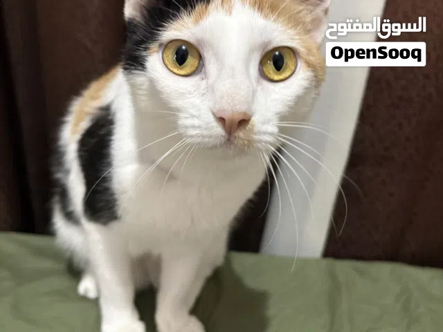 10-Month-Old Female Cat Looking for a Loving Forever Home