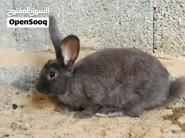ارانب المانيات