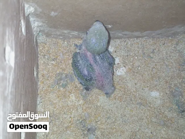 فرخ رز للبيع
