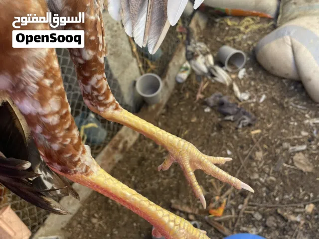 للبيع بتسو بنجابي