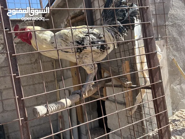 ديك بندوق الماني