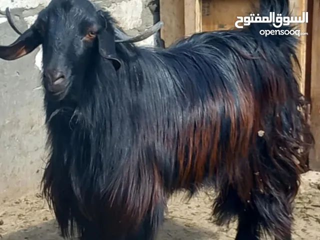 جدي برقي تربيه بيت