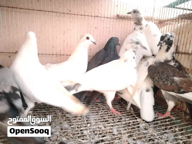 للبيع حمام عاديات اقرا الوصف تحت