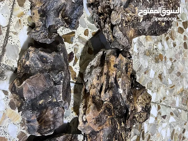 احجار حوض سمك طبيعي حجر التنين
