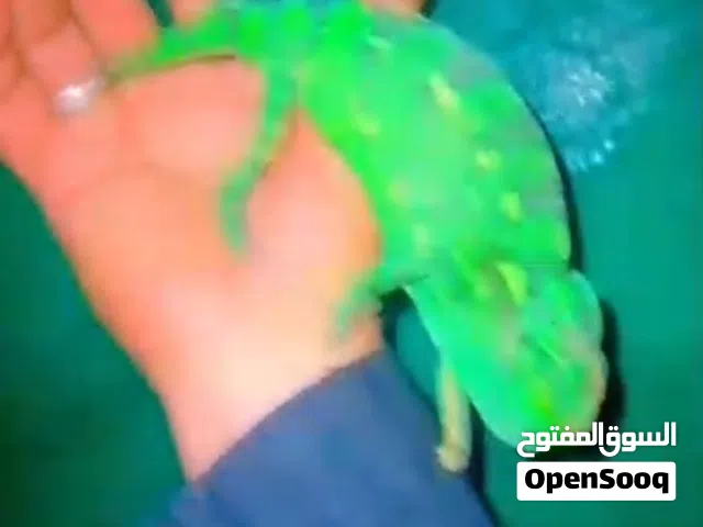 يوجد كامليون احجام مختلفه