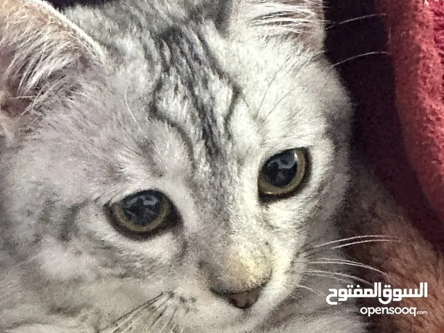 Lovely cat