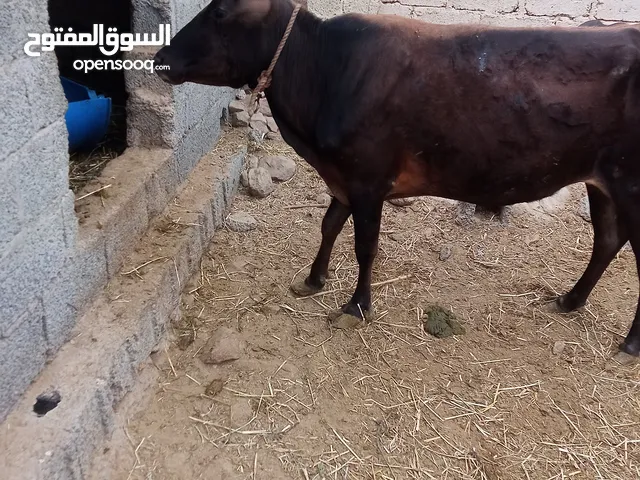 بقره محليه + ثور مطعوم + كبش وجاعده