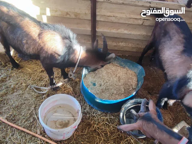 جديان البين للبيع