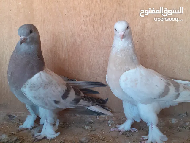انتاج تاكلا للبيع
