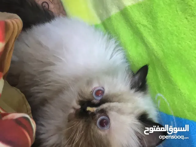 انثى للتبني هيه و غراضها فقط يحتاجلها زيان تابع الوصف