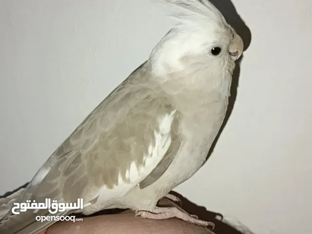كوكتيل اليف