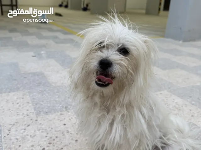 كلب فرنش تيرير ذكر العمر 8 اشهر