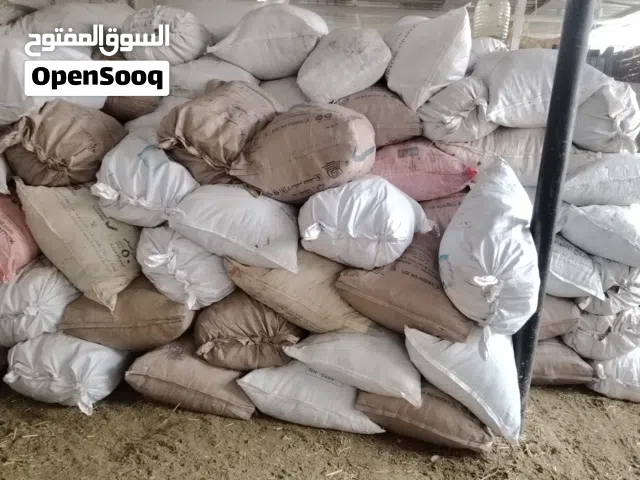 الموقع. بركه الموز