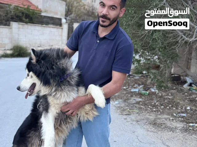 هاسكي مالموت للبيع او للبدل على ببغاء