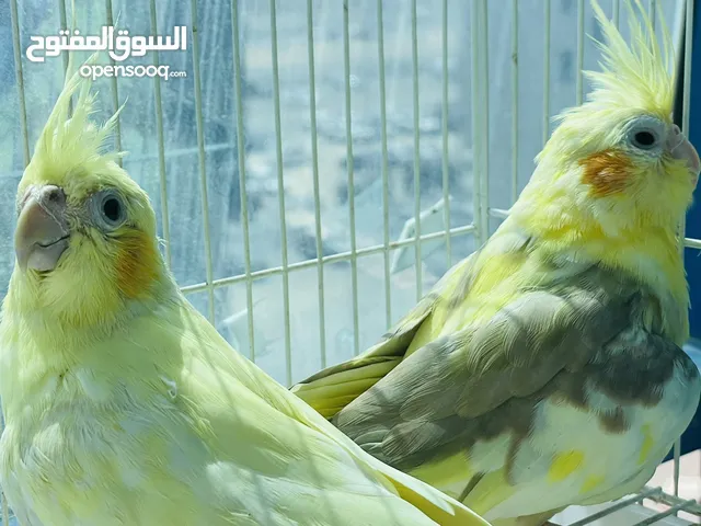 cockatiels parrots