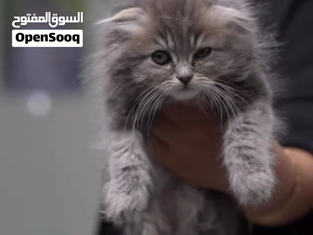 قطط مميزه بسعر مغري ذكور واناث شهرين تقريبا