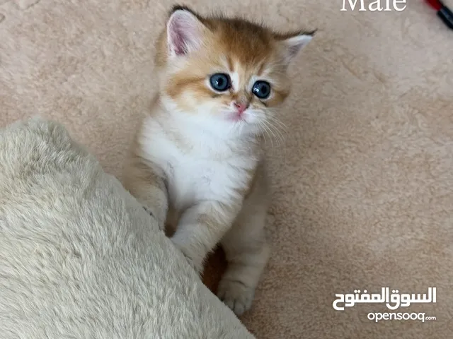British Gold shorthair