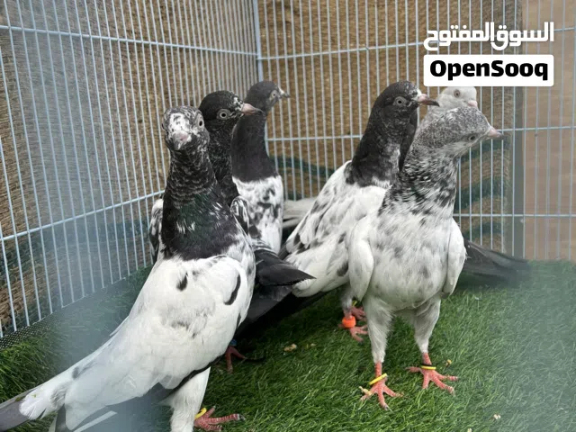 للبيع طيور جمله