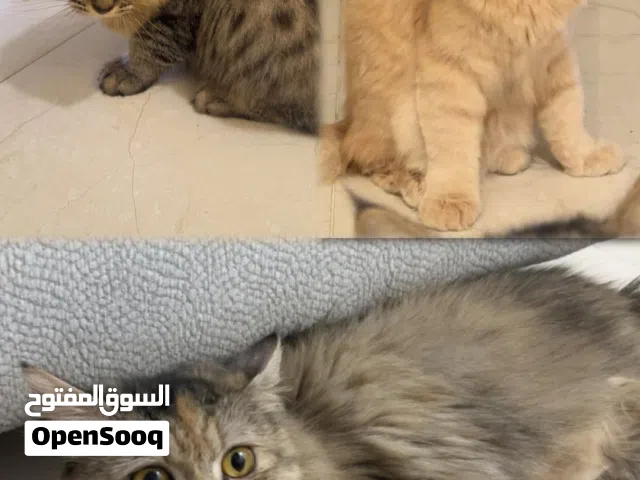 قطط للتبني حبوبة و لعوبة