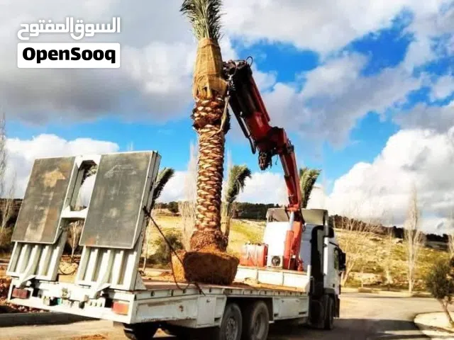 أشجار زينة مثمرة نخيل مثمر وزينة