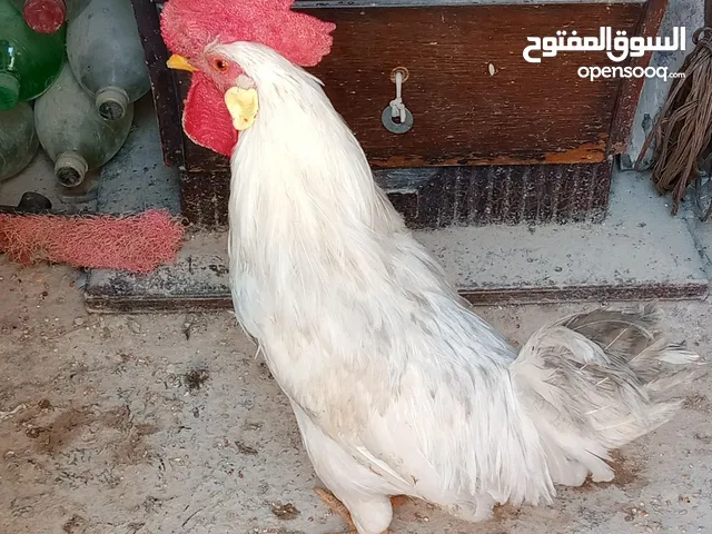 نصيحة اقرا الاعلان