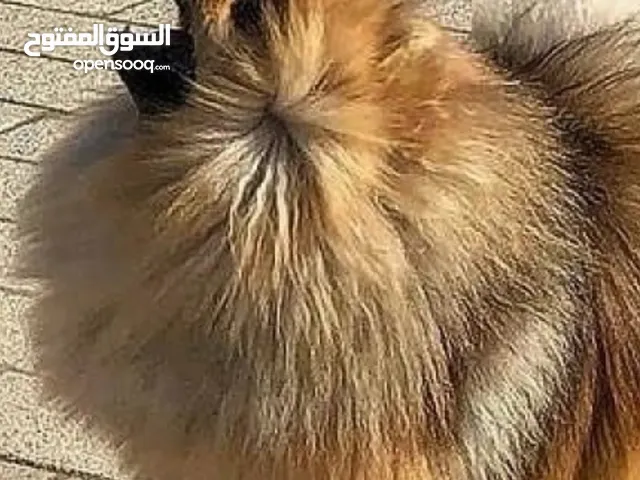 Pomeranian dog for sale male