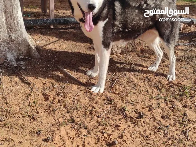 هاسكي للتبديل بهاتف