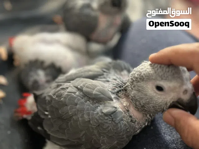 انتاج كاسكو - فروخ كاسكو