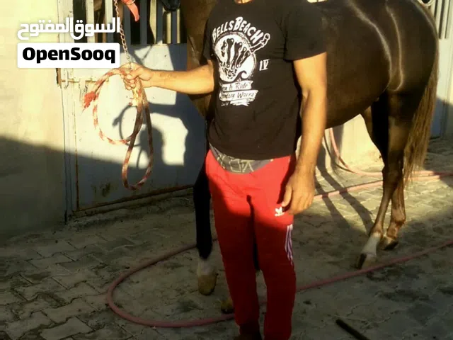 مدرب خيل عسف وترويض