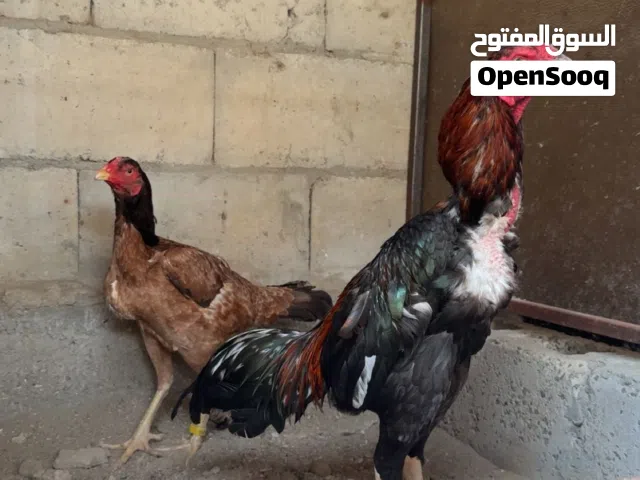 للبيع ديك تركي
