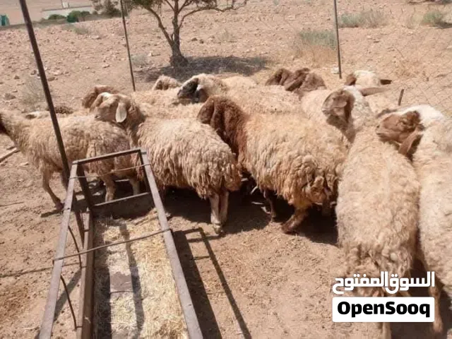 عرررووض وحرررق اسعار بمناسبة اقتراب عيد الأضحى المبارك حلال بلدي نخب اول حلال بلدي نخب اول عقائق