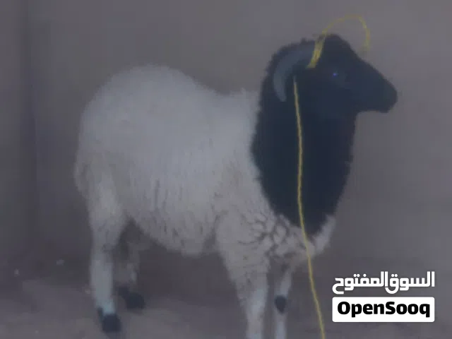 خروف وطني ممتاز