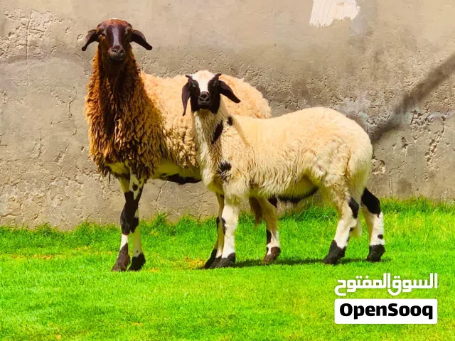 مشاء الله ثلاثه نعاج للبيع