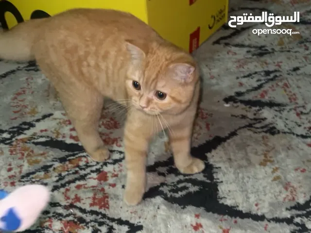 قط بس سكوتش فولد للتبني