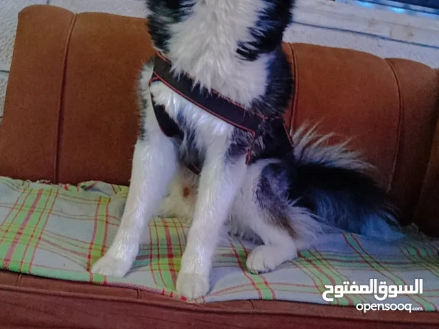 كلب هاسكي ذكر للبيع