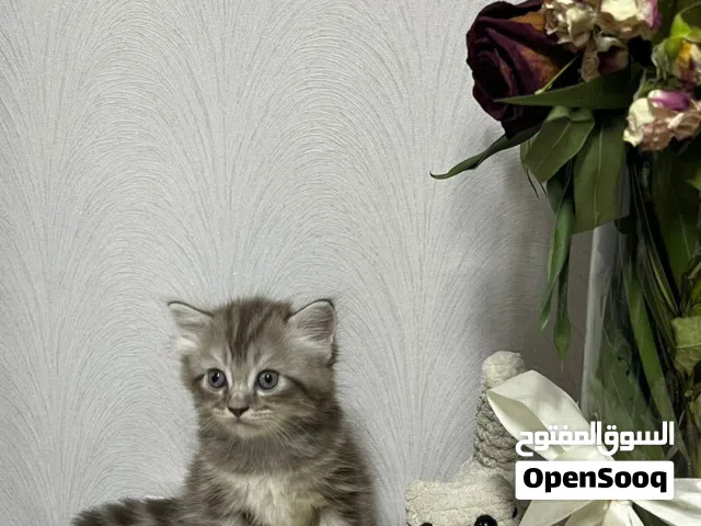 قطط سكوتش مكس شيرازي للبيع