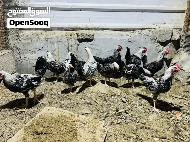 ديوجه دندراوي